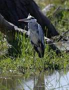 Grey Heron