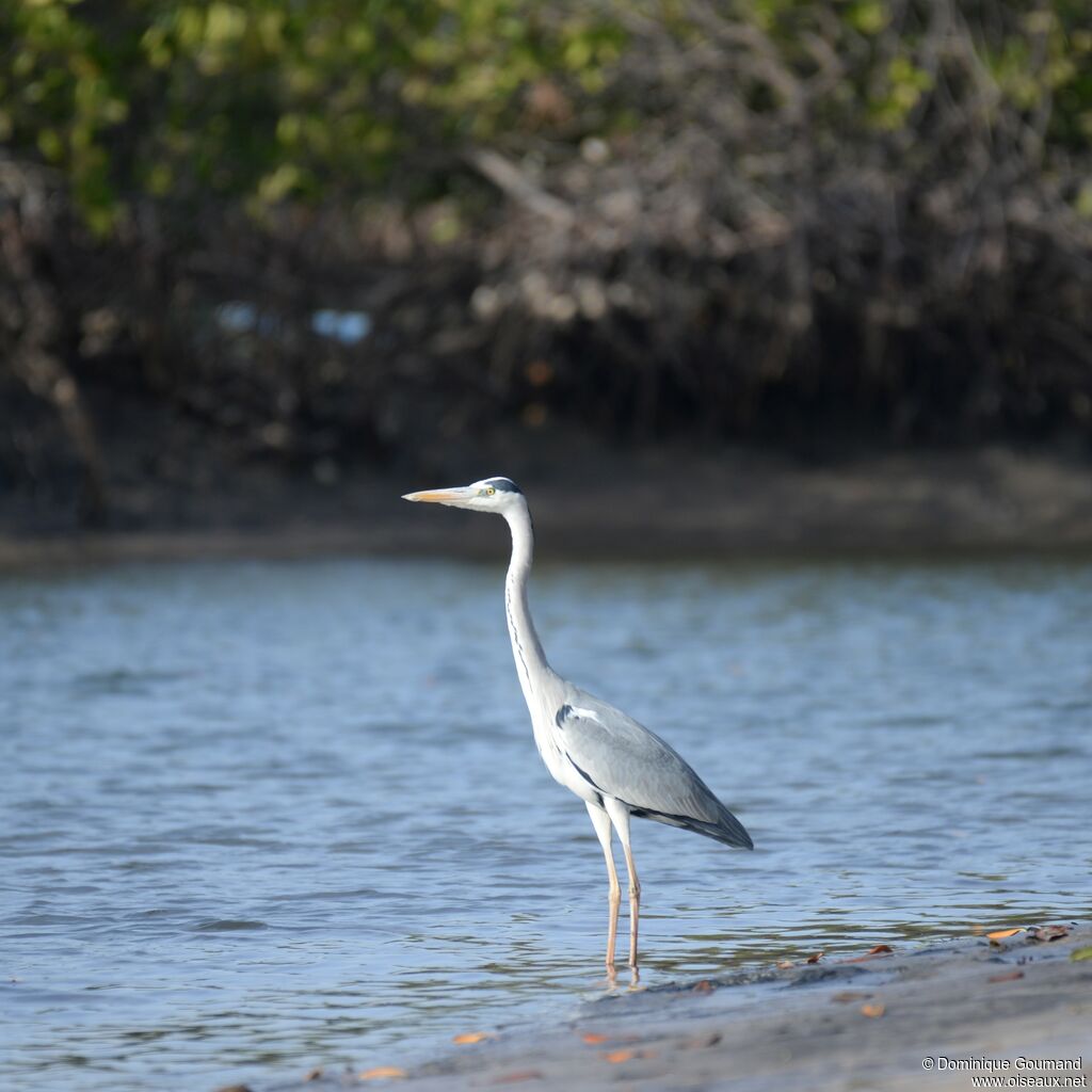 Grey Heronadult post breeding