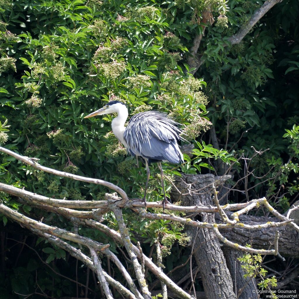 Grey Heron male adult breeding