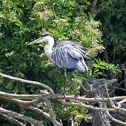 Grey Heron