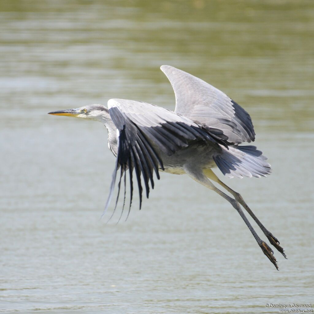 Grey Heronjuvenile