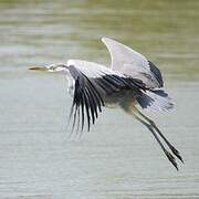 Grey Heron