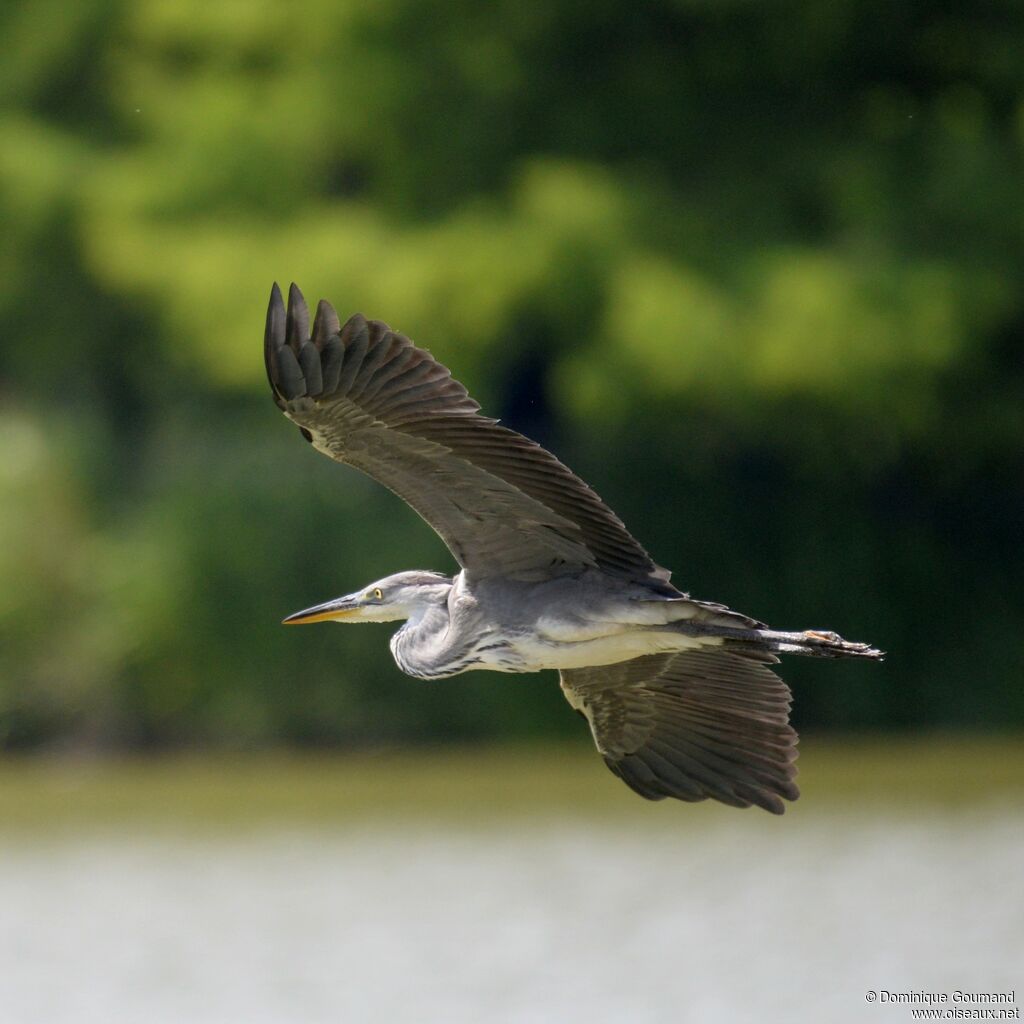 Grey Heronjuvenile