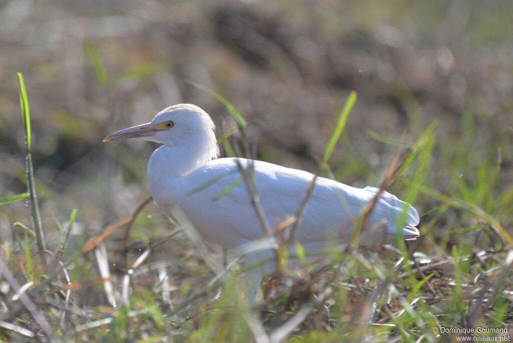 Western Cattle Egret