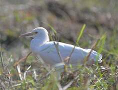 Western Cattle Egret