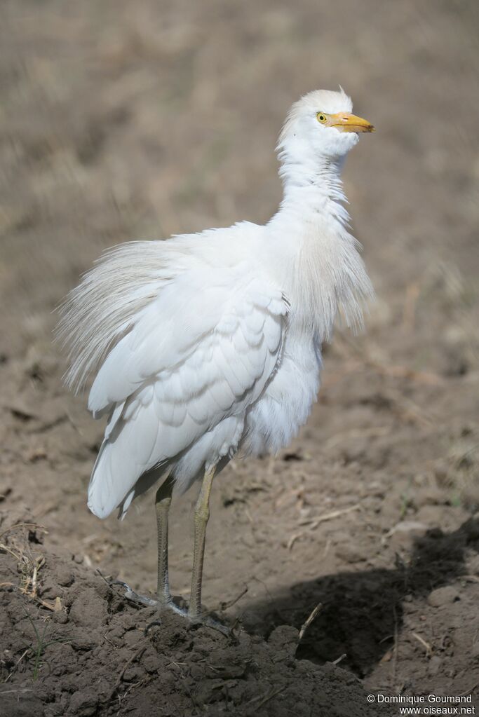 Western Cattle Egret