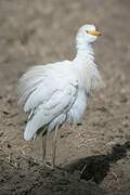 Western Cattle Egret