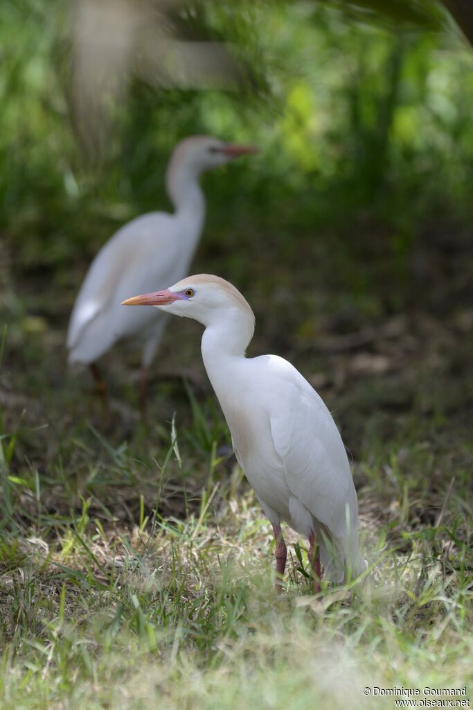 Western Cattle Egret