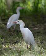 Western Cattle Egret