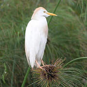 Western Cattle Egret
