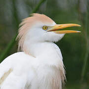 Western Cattle Egret