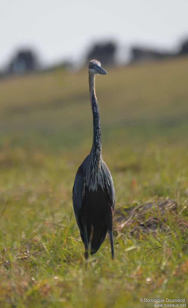 Goliath Heron