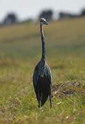 Goliath Heron