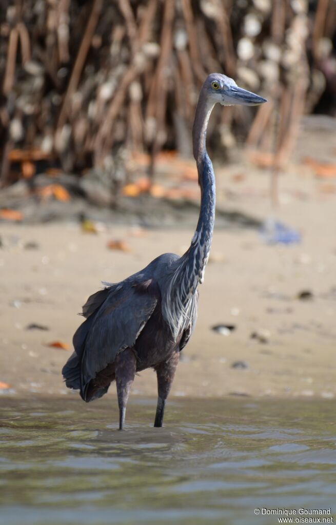 Goliath Heronadult