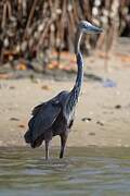 Goliath Heron