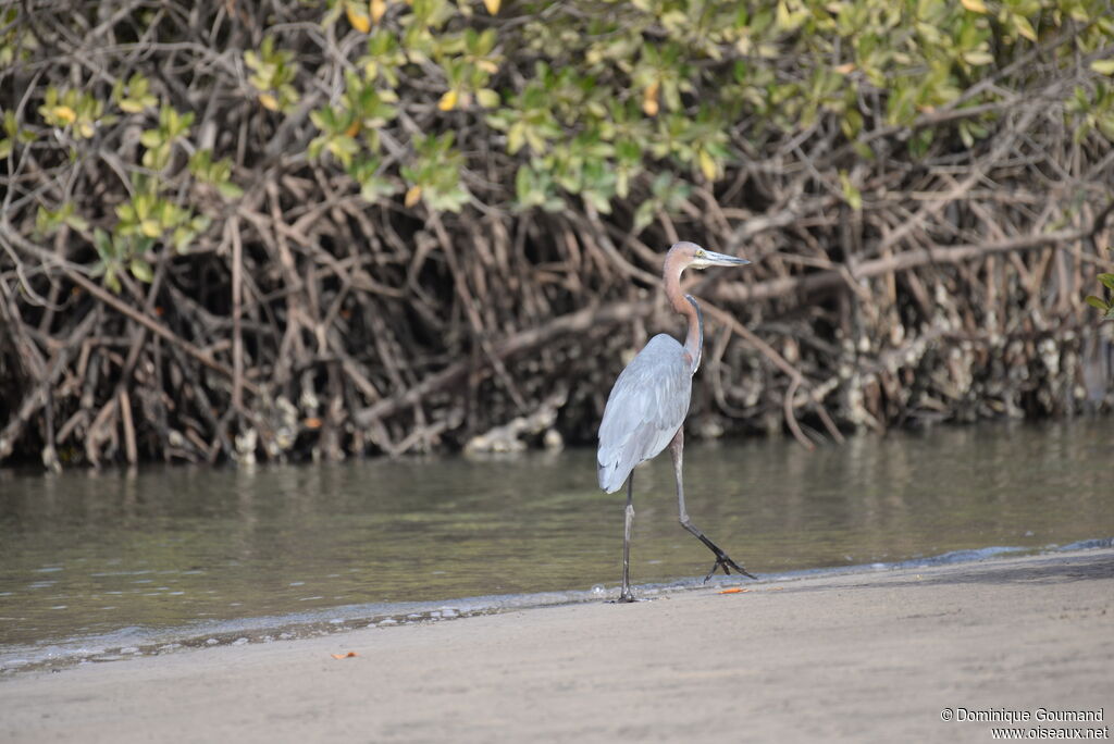 Goliath Heron