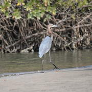 Goliath Heron