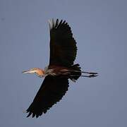 Goliath Heron