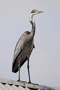 Black-headed Heron