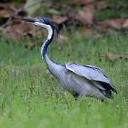 Black-headed Heron