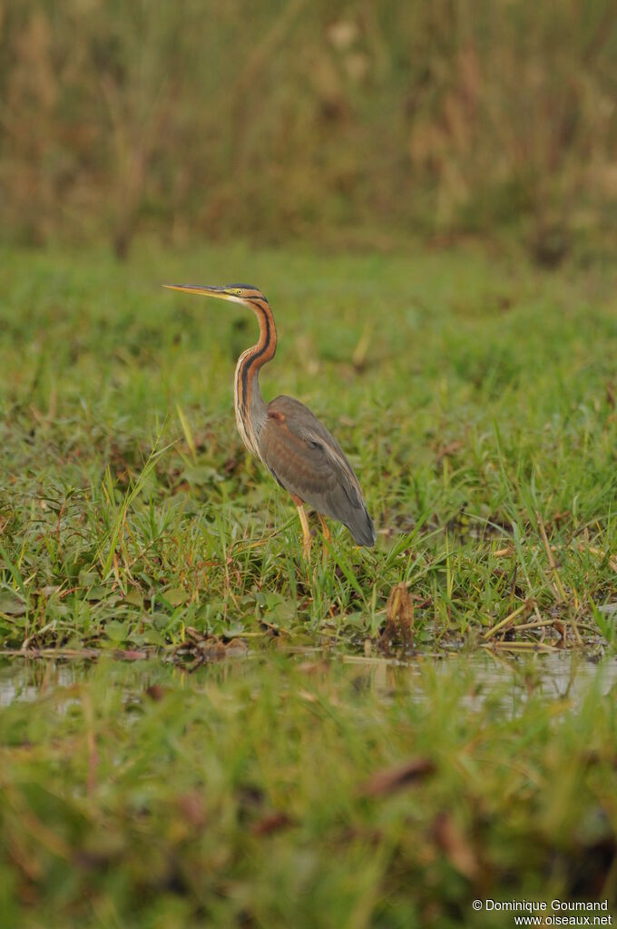 Purple Heron