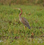 Purple Heron