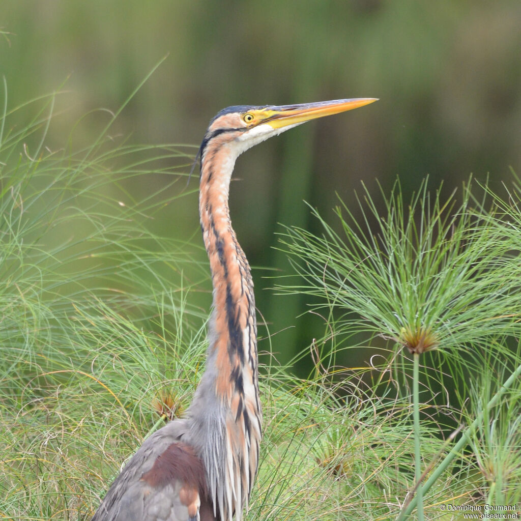 Purple Heronadult, close-up portrait