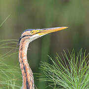 Purple Heron