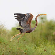 Purple Heron