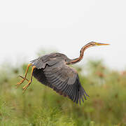Purple Heron