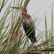 Purple Heron