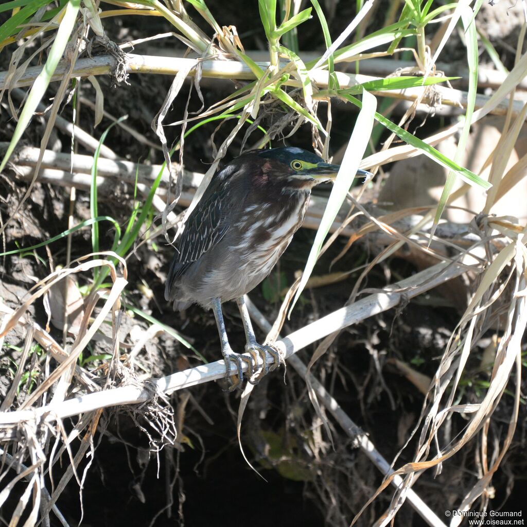 Green Heronadult