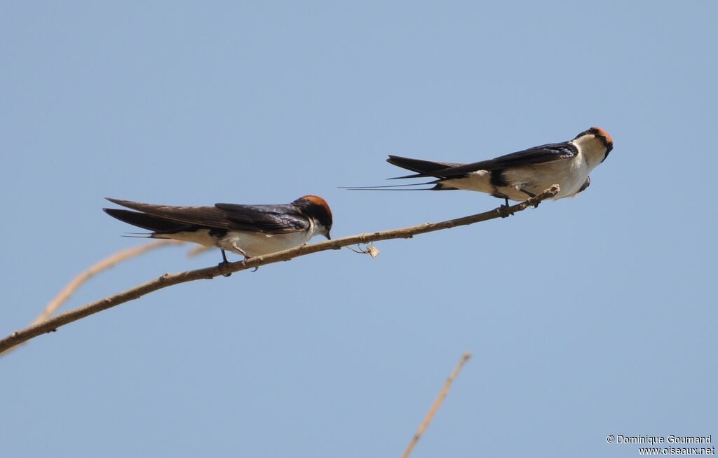 Wire-tailed Swallowadult