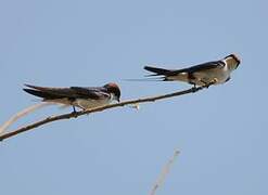 Wire-tailed Swallow