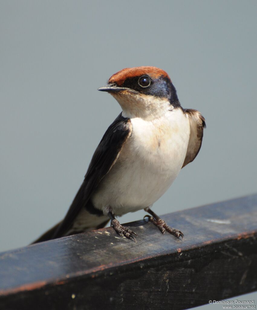 Hirondelle à longs brins