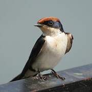 Wire-tailed Swallow