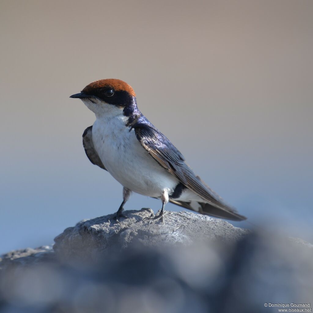 Wire-tailed Swallow