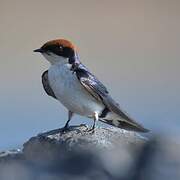 Wire-tailed Swallow