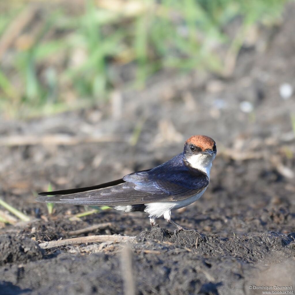 Hirondelle à longs brins