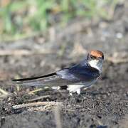 Wire-tailed Swallow