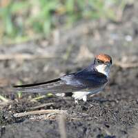 Hirondelle à longs brins