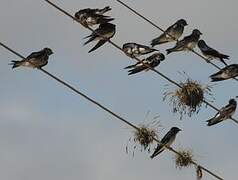 Grey-breasted Martin