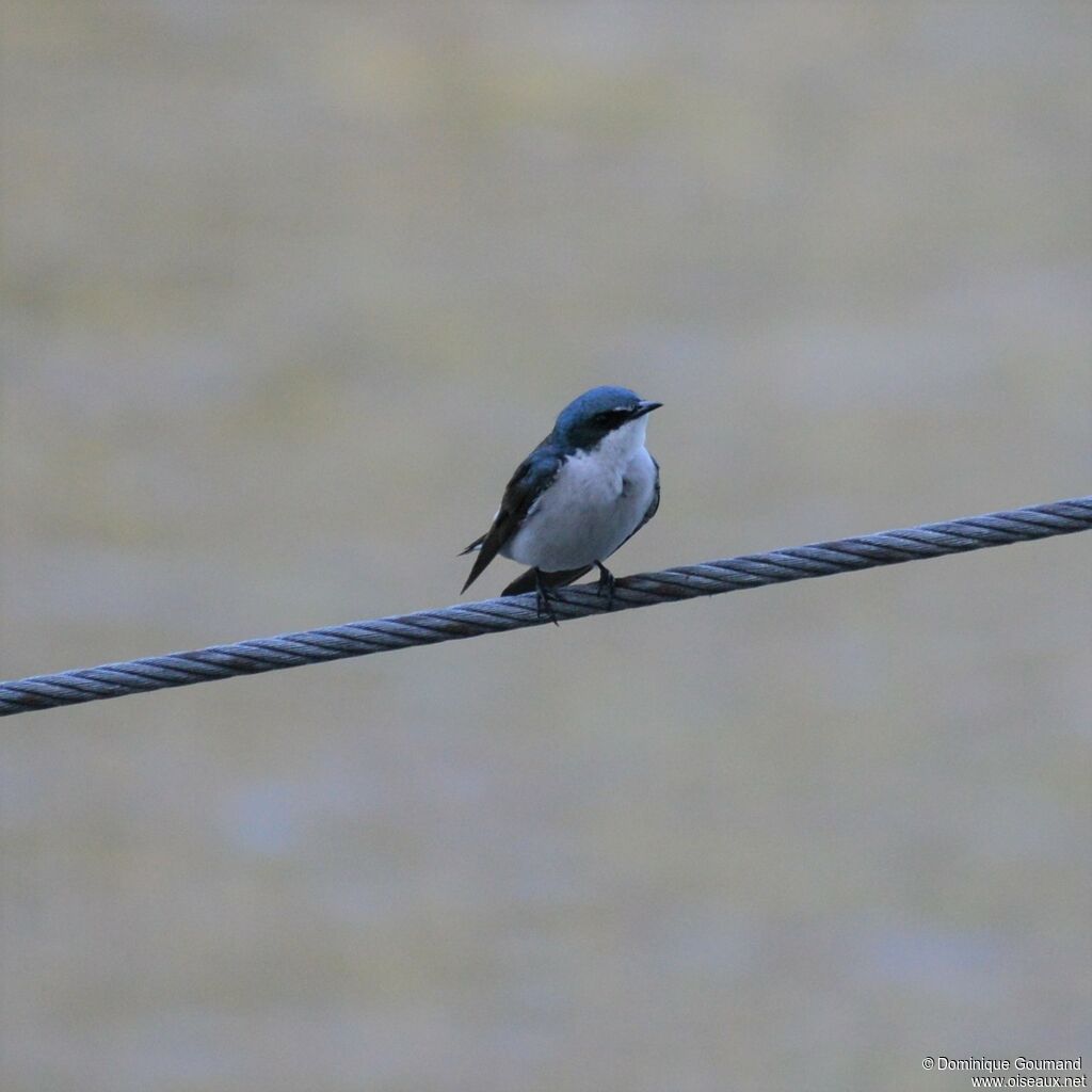 Mangrove Swallow