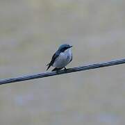 Mangrove Swallow