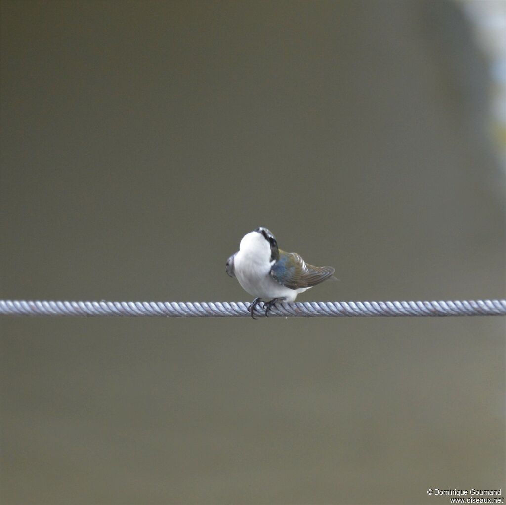 Hirondelle des mangrovesadulte