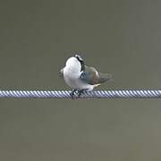 Mangrove Swallow