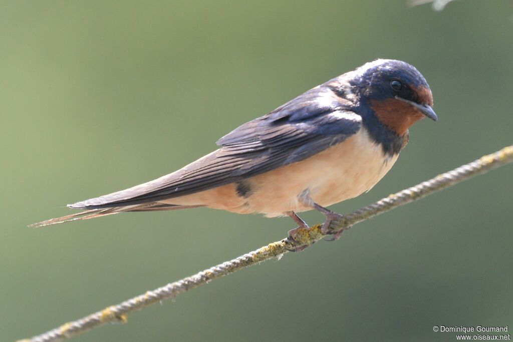 Barn Swallowadult