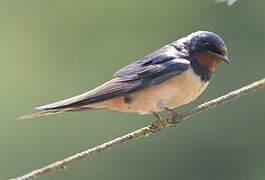 Barn Swallow