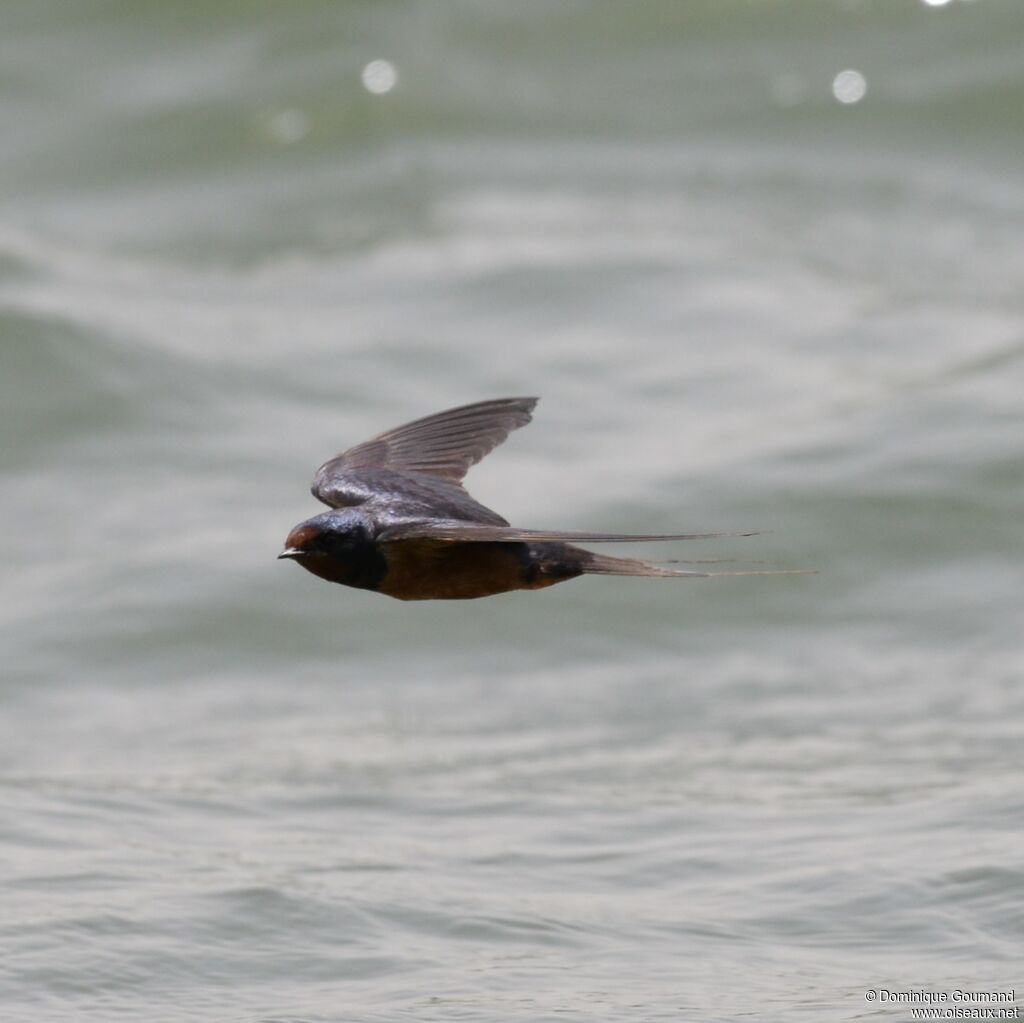 Hirondelle rustique mâle adulte