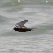 Barn Swallow